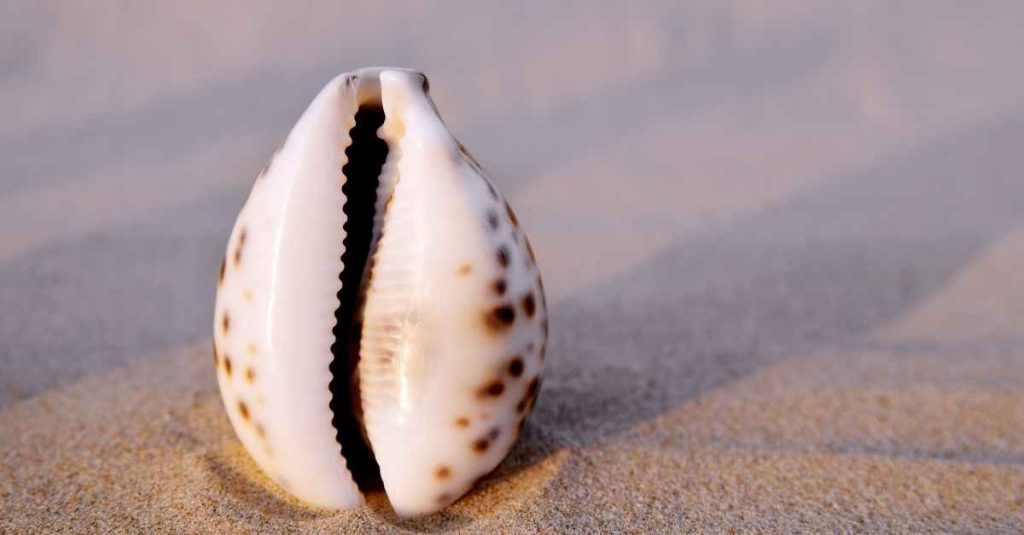 سن لبیا پلاستی